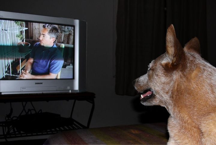 TV Noise Sometimes Provides Comfort