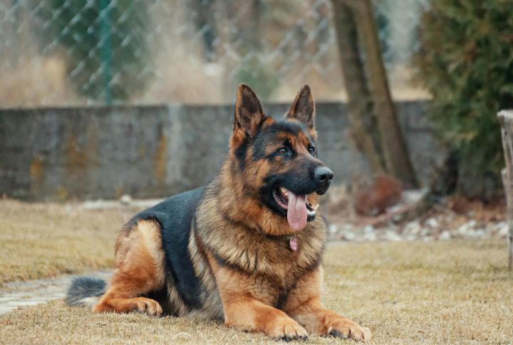 German Shepherd