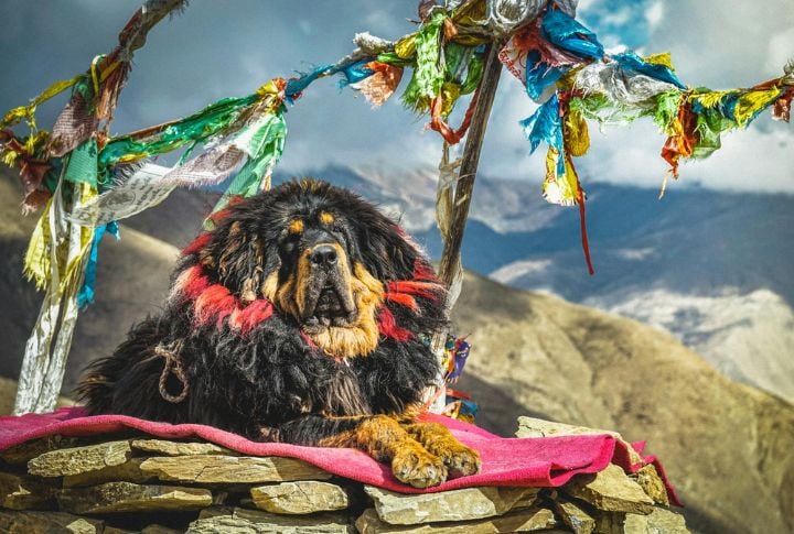 Tibetan Mastiff