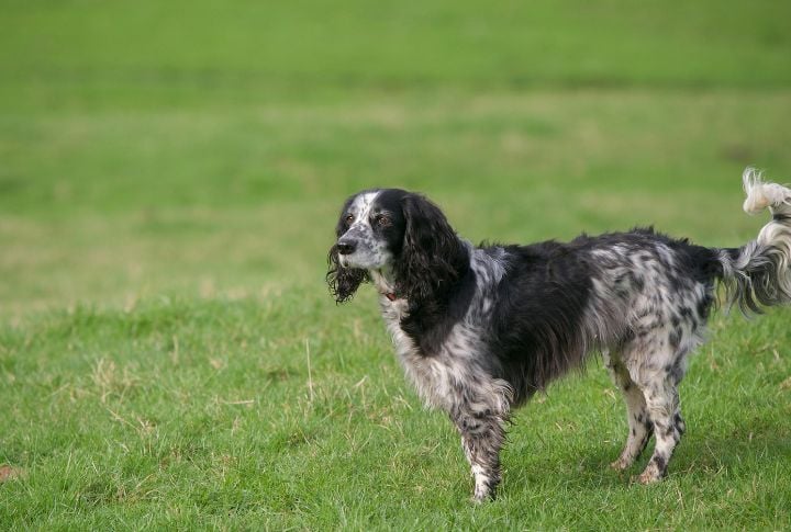 English Setter