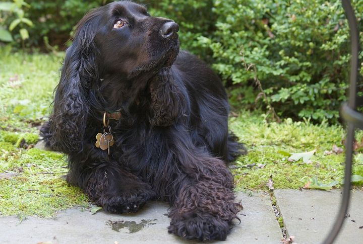 Field Spaniel