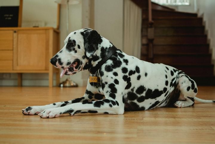 Excessive Panting At Rest