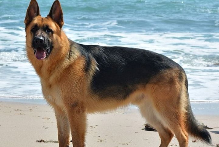 American Show Line German Shepherd