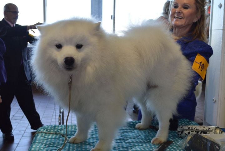 Recognized By The AKC In 1995