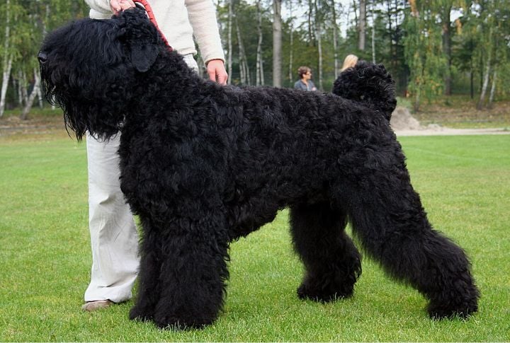 Russian Black Terrier