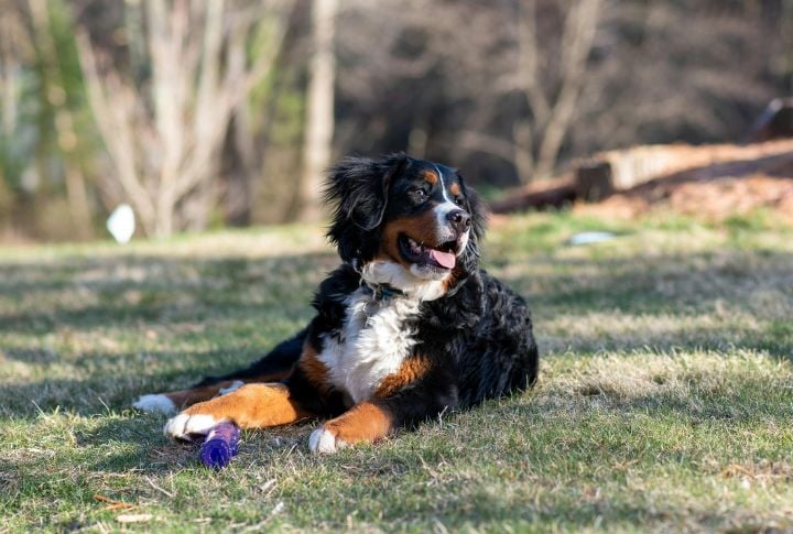 Bernese Mountain Dog