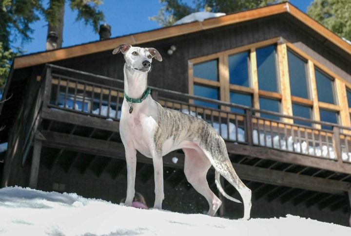 Whippet