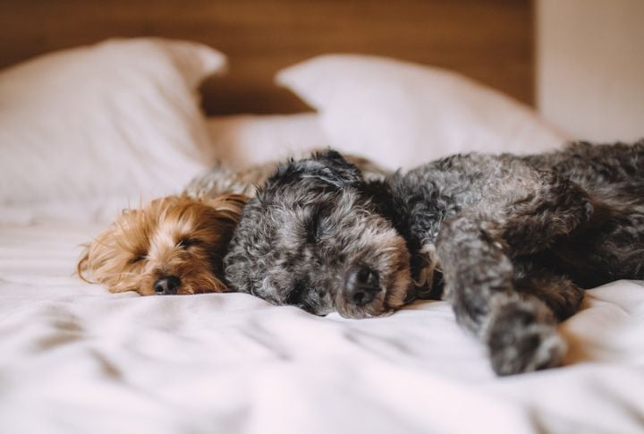 Limits On Flying With Multiple Pets