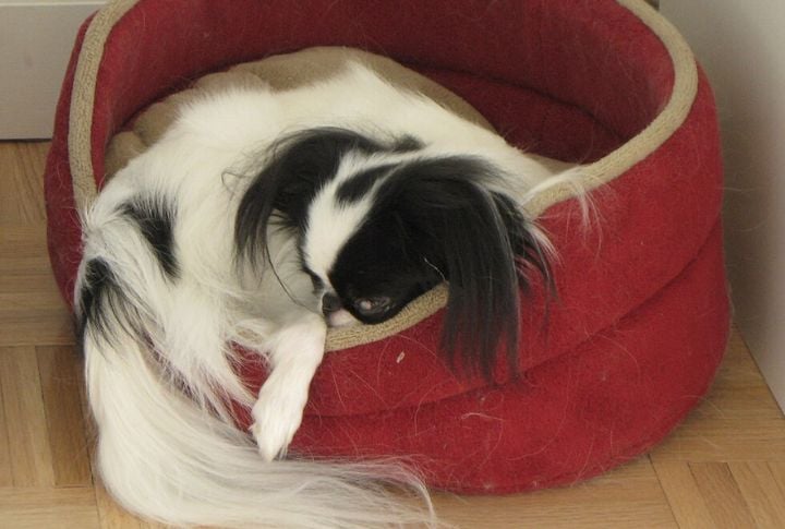 Catlike Agility