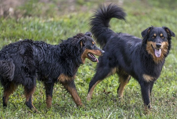 English Shepherd