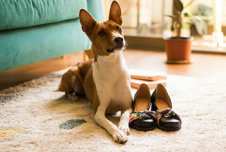 Basenji