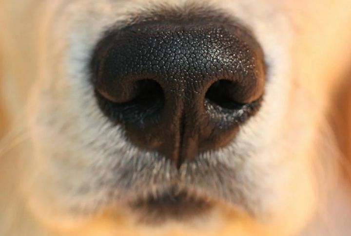 They’ve Got A Bonus Sniffer You’ve Never Heard Of