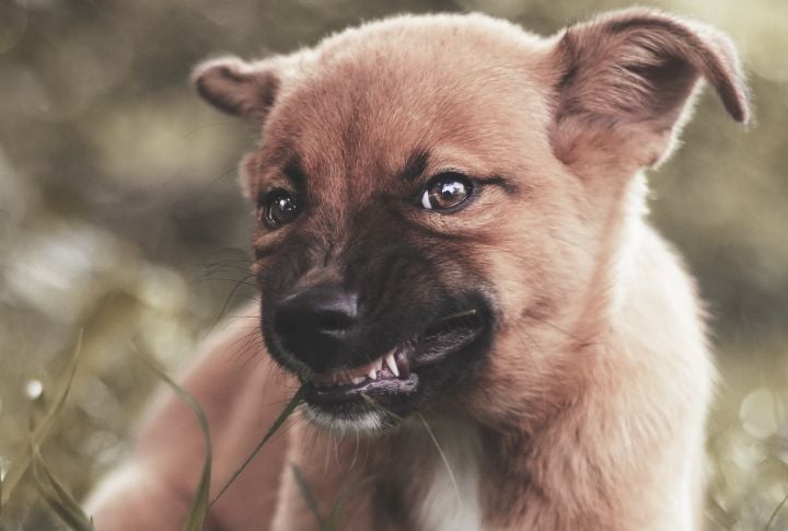 Punishing Growling