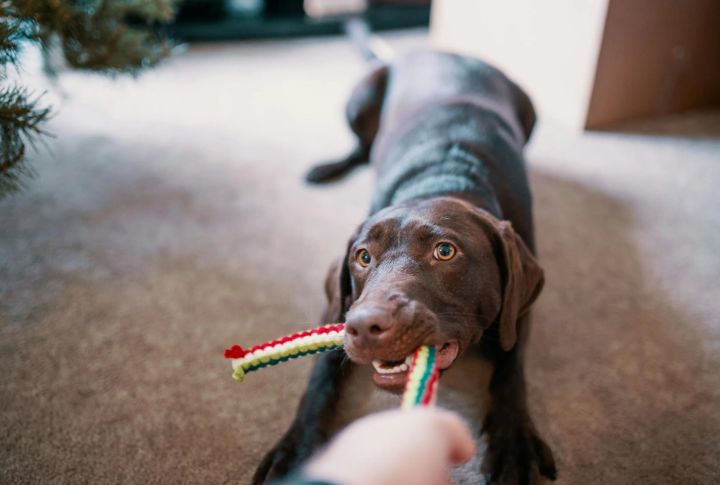 Tug-Of-War Toys
