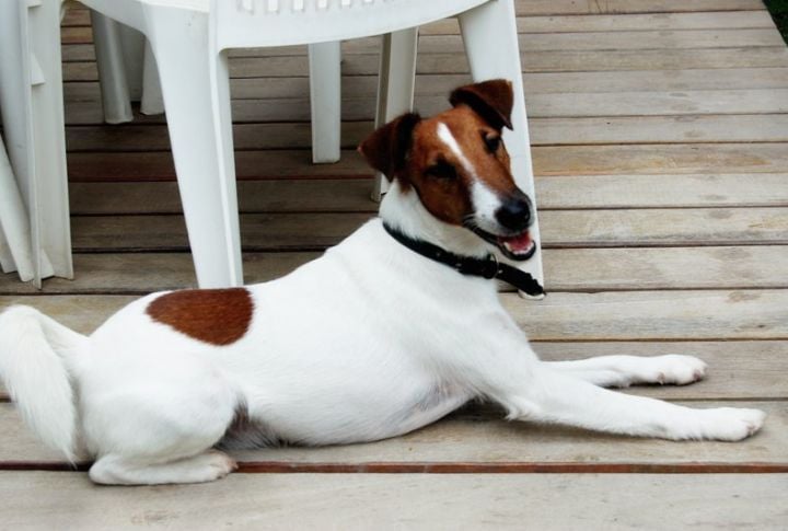 Vocal And Alert Watchdog