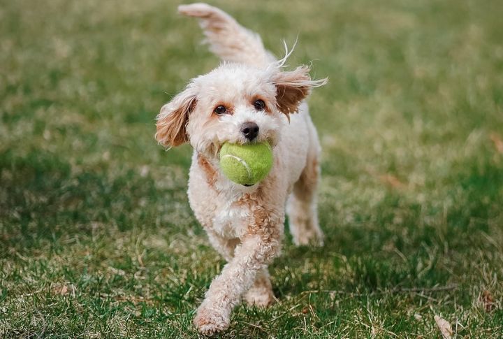 Poodle