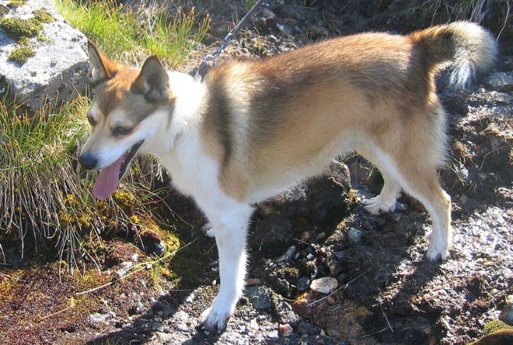 Norwegian Lundehund