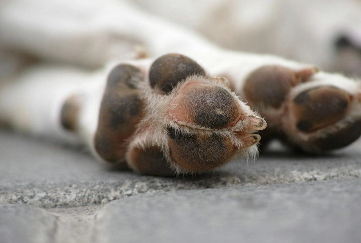 Wipe Paws After Every Outdoor Walk