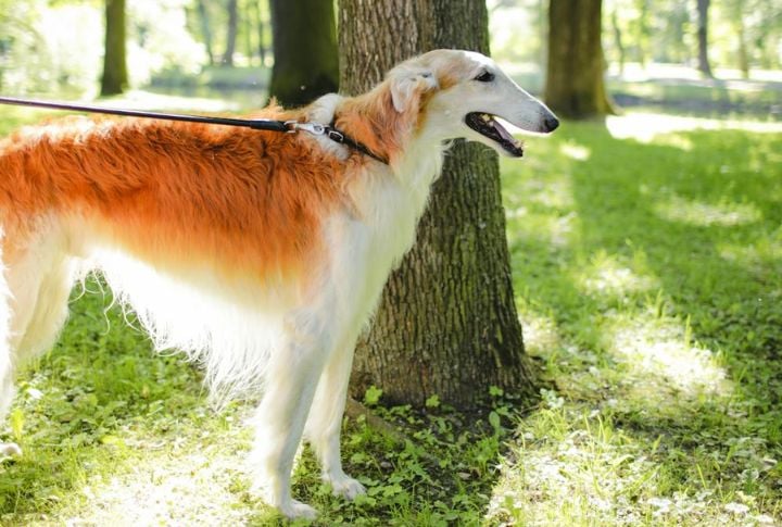 Borzoi