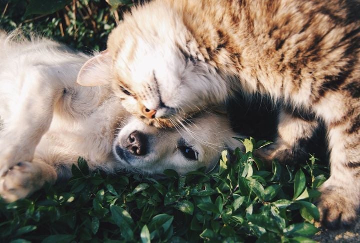 They Form Attachments Across Species