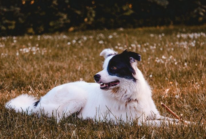 Border Collie