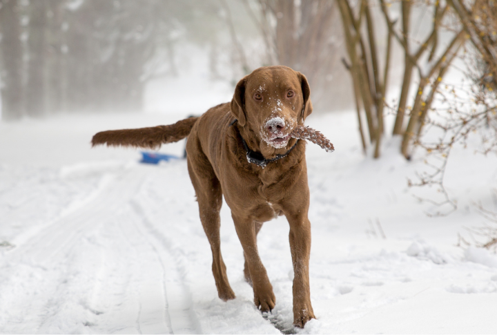 Chesapeake Bay Retriever