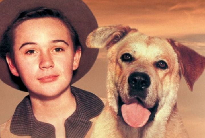 Old Yeller In “Old Yeller”