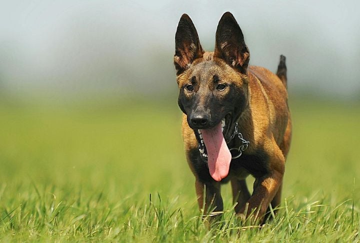 Belgian Malinois