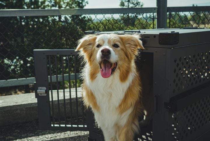Crate Training