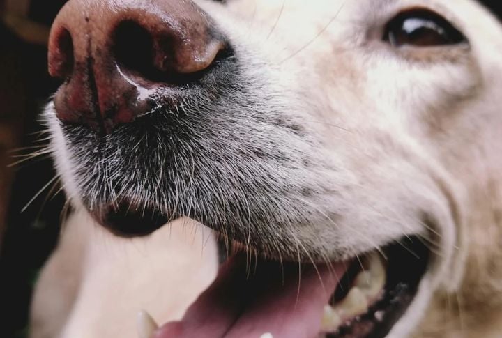 That Wet Nose Has A Cool Job