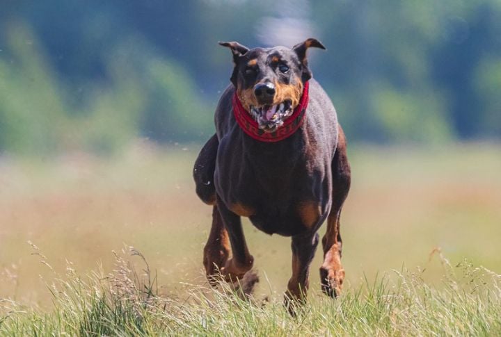 Let Exercise Match The Dog, Not The Clock