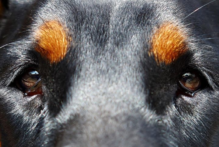 Dogs Have A Wider Peripheral Vision Range