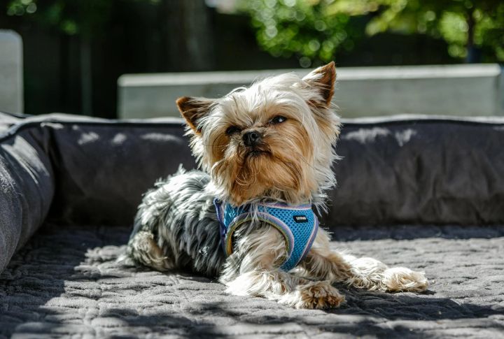 Yorkshire Terrier