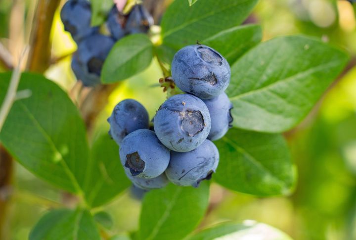 Blueberries
