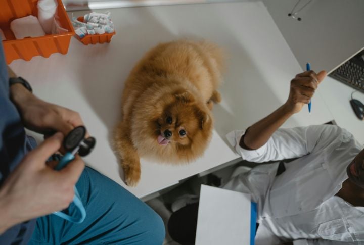 Rescue Animals Are Sick