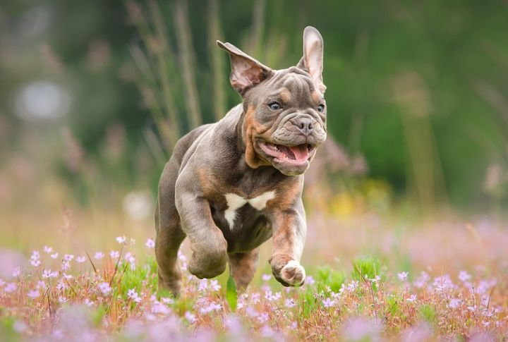 Bulldog