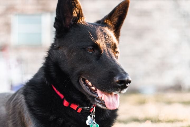 Wedge-Shaped Muzzle Mimicking Canid Ancestors