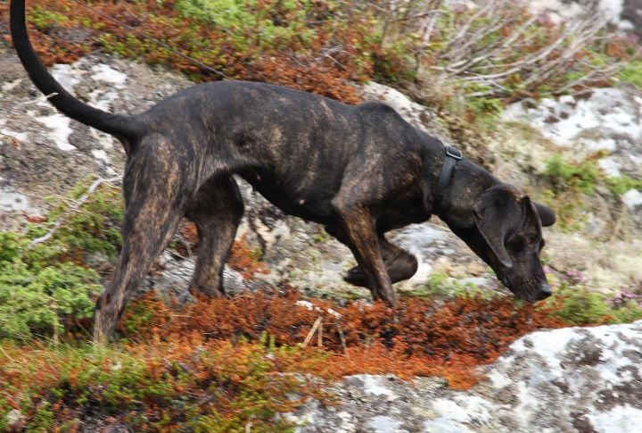 Plott Hound