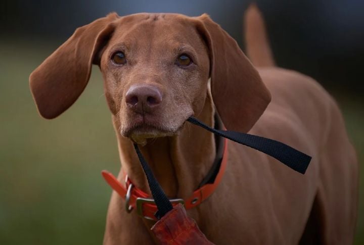 Vizsla