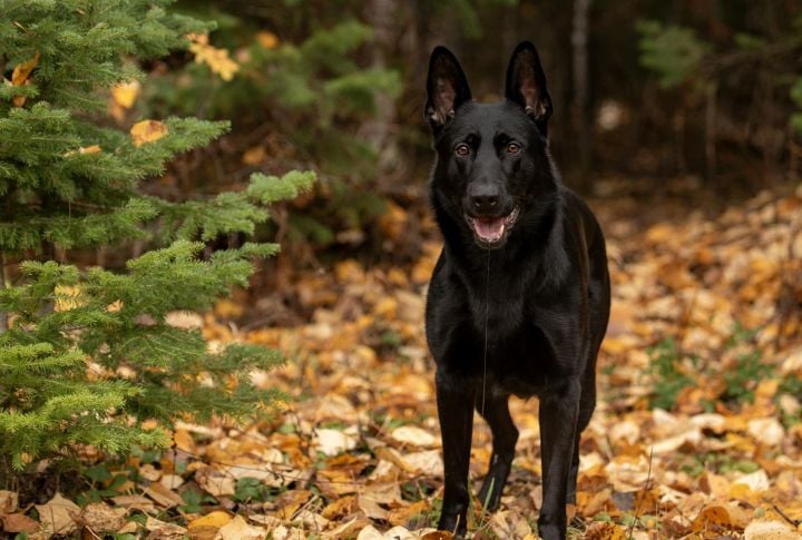 Solid Black German Shepherd