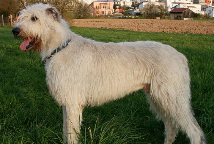 Irish Wolfhound
