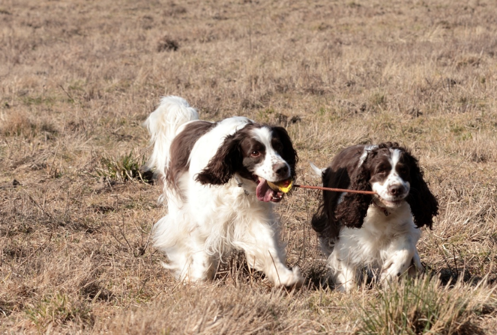 Herding Children Or Other Pets