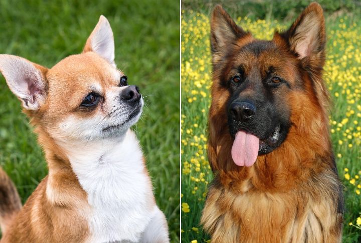 Rare Natural Breeding Process