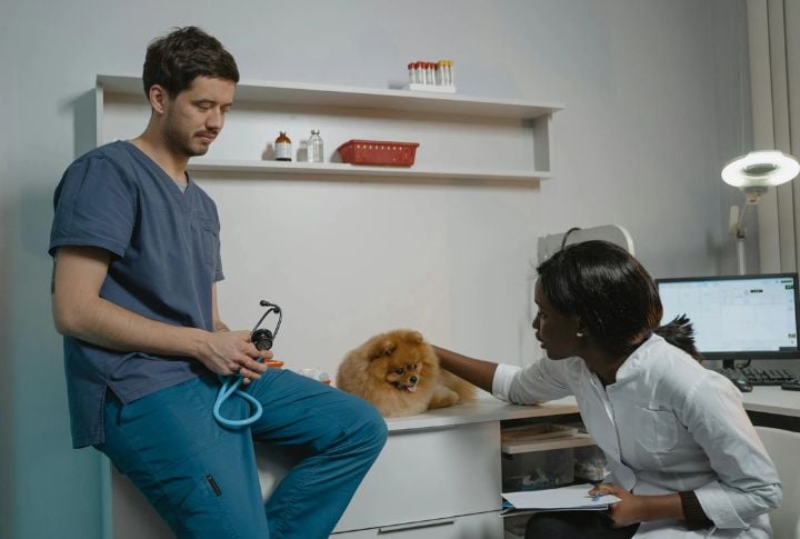 CDC Rules Have Affected International Pet Travel