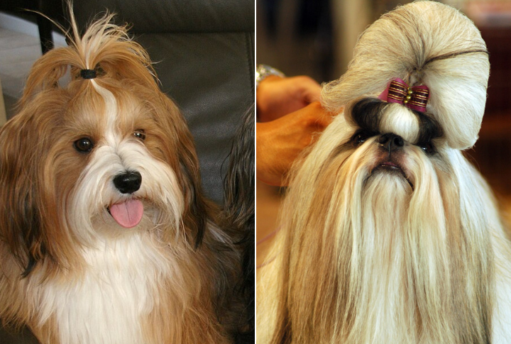 Grooming Requirements