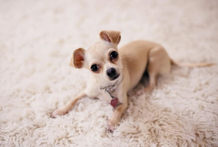 Chihuahua