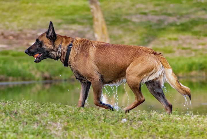 Belgian Malinois