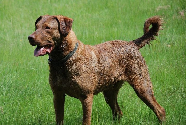 Chesapeake Bay Retriever