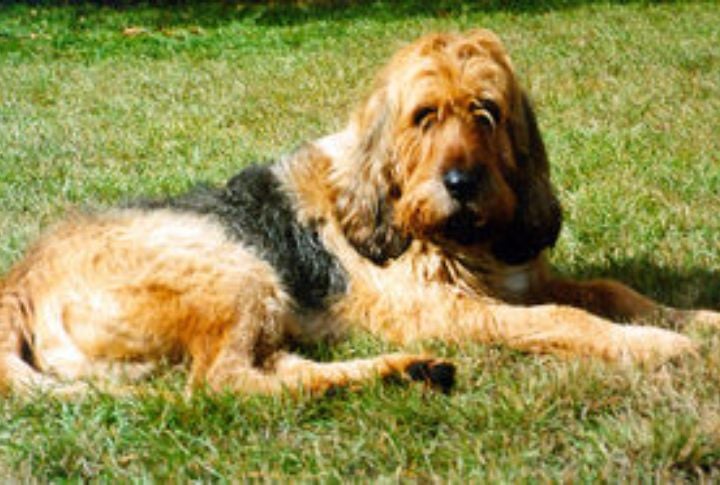 Heavy Duty Shaggy Coat