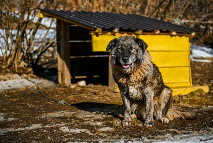 Caucasian Shepherd Dog